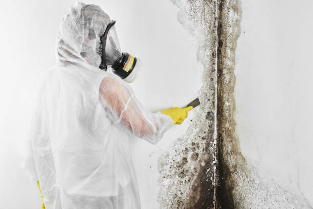 Best Mold Remediation  in Second Mesa, AZ