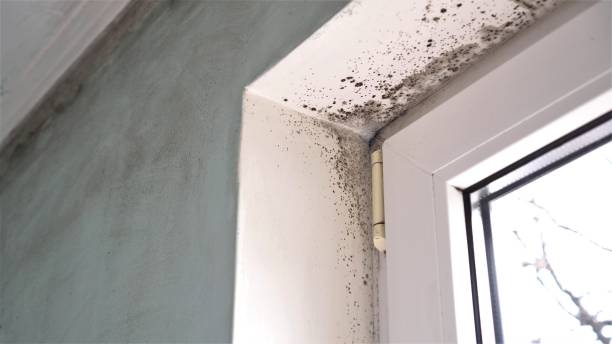 Best Mold Cleaning Services  in Second Mesa, AZ