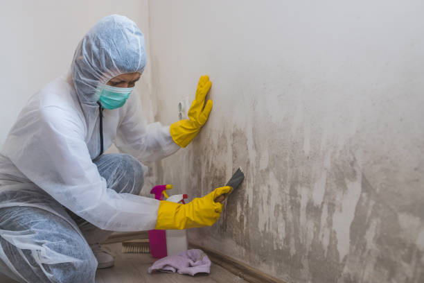 Best Commercial Mold Removal  in Second Mesa, AZ