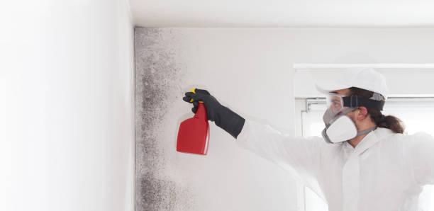 Office Mold Removal Services in Second Mesa, AZ