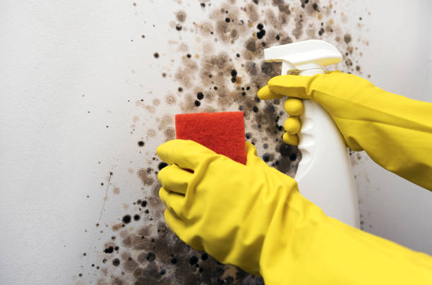 Best Commercial Mold Removal  in Second Mesa, AZ