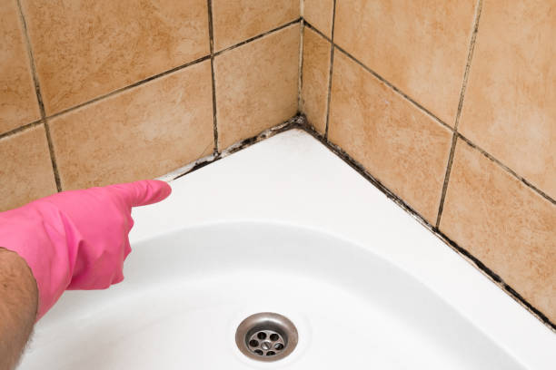 Best Mold Damage Repair  in Second Mesa, AZ